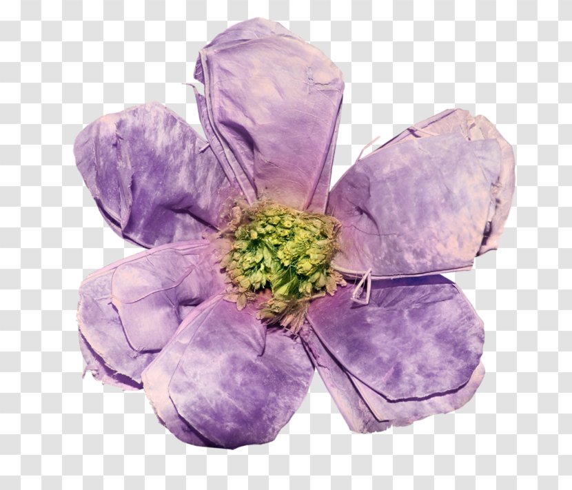 Petal Cut Flowers Common Lilac - Flower - Violet Transparent PNG