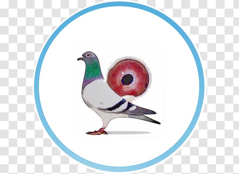 American Show Racer Racing Homer 배고프지마 구들이 African Owl Pigeon Google Play Transparent PNG