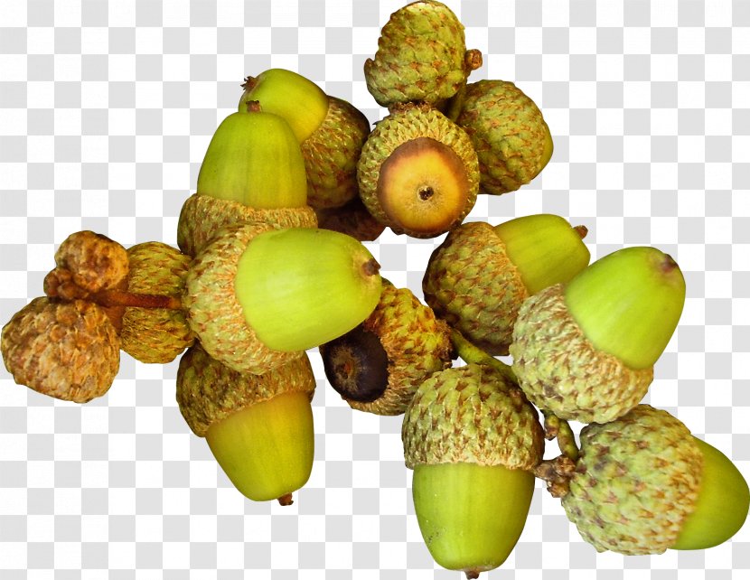 Autumn Auglis PhotoScape - Nuts Seeds - Nut Transparent PNG