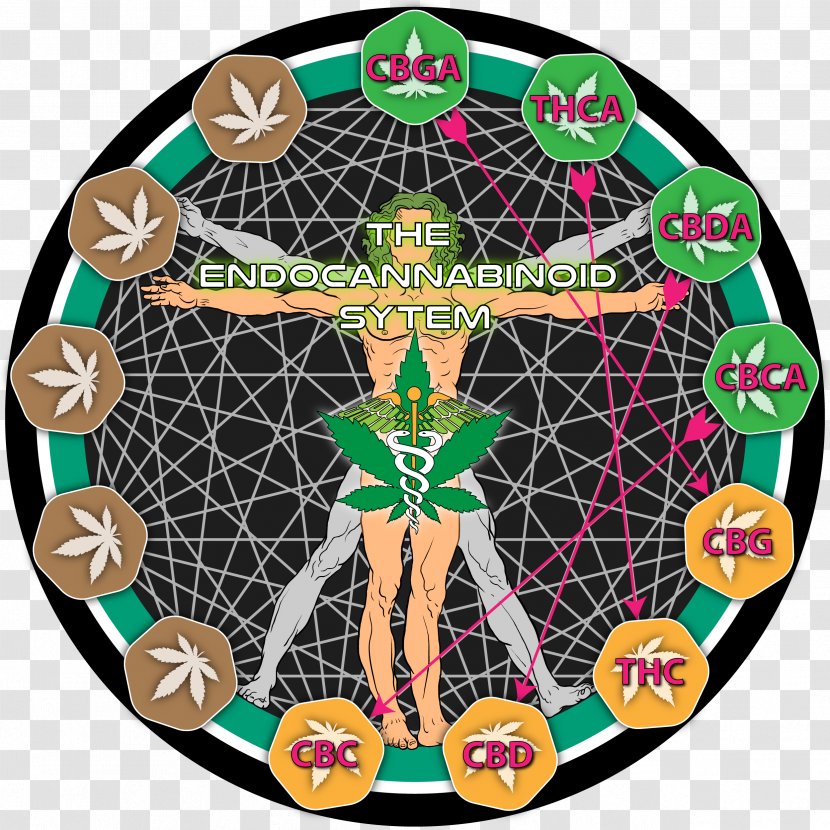 Endocannabinoid System Cannabinoid Receptor Cannabidiol Cannabinol - Cannabis Transparent PNG