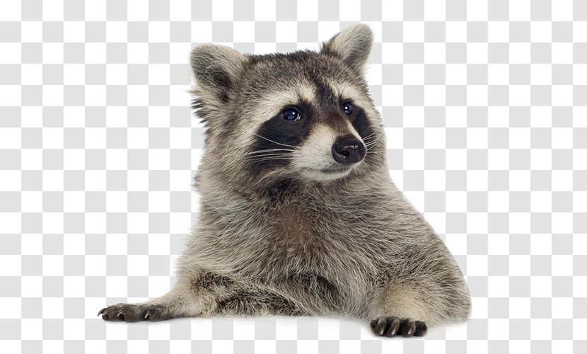 Raccoon Clip Art - Terrestrial Animal - Picture Transparent PNG