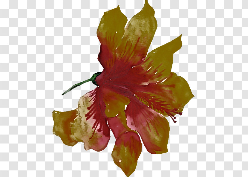 Flower Hibiscus Petal Plant Hawaiian Hibiscus Transparent PNG