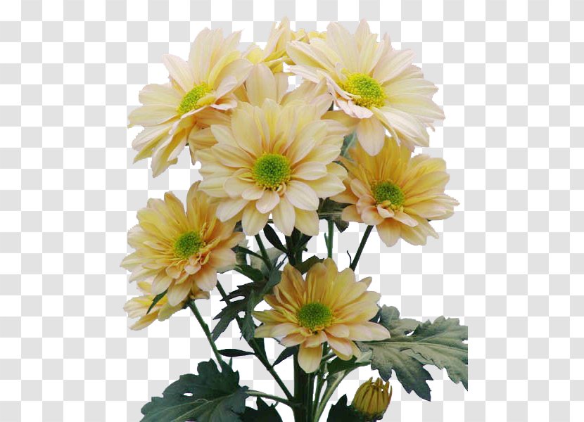 Chrysanthemum Cut Flowers Floral Design Floraco Marguerite Daisy - Annual Plant Transparent PNG