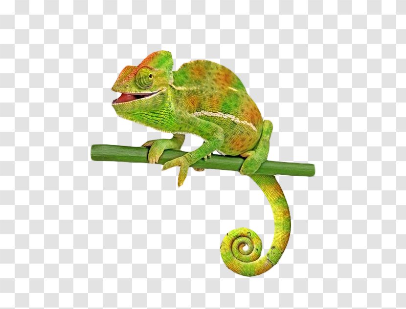 Veiled Chameleon Common Lizard Stock Photography - Green Tree Branch Transparent PNG