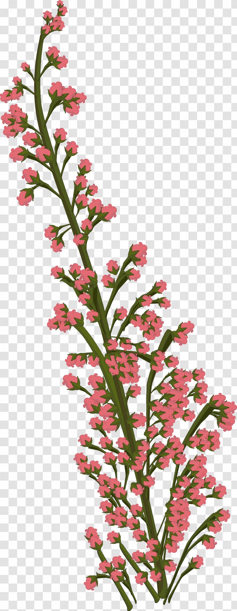 Flower Plant Petal Drawing - Twig Transparent PNG