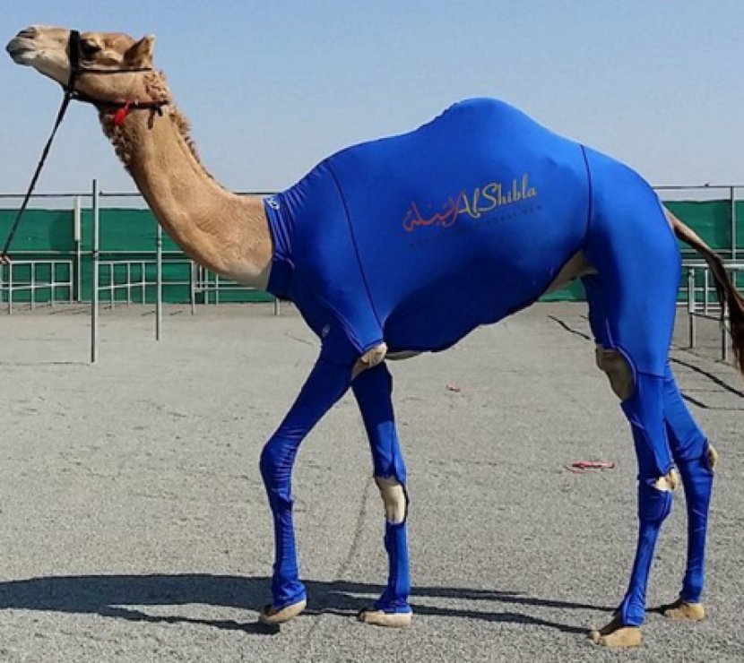 Bactrian Camel Compression Garment Clothing Suit Racing - Stallion Transparent PNG