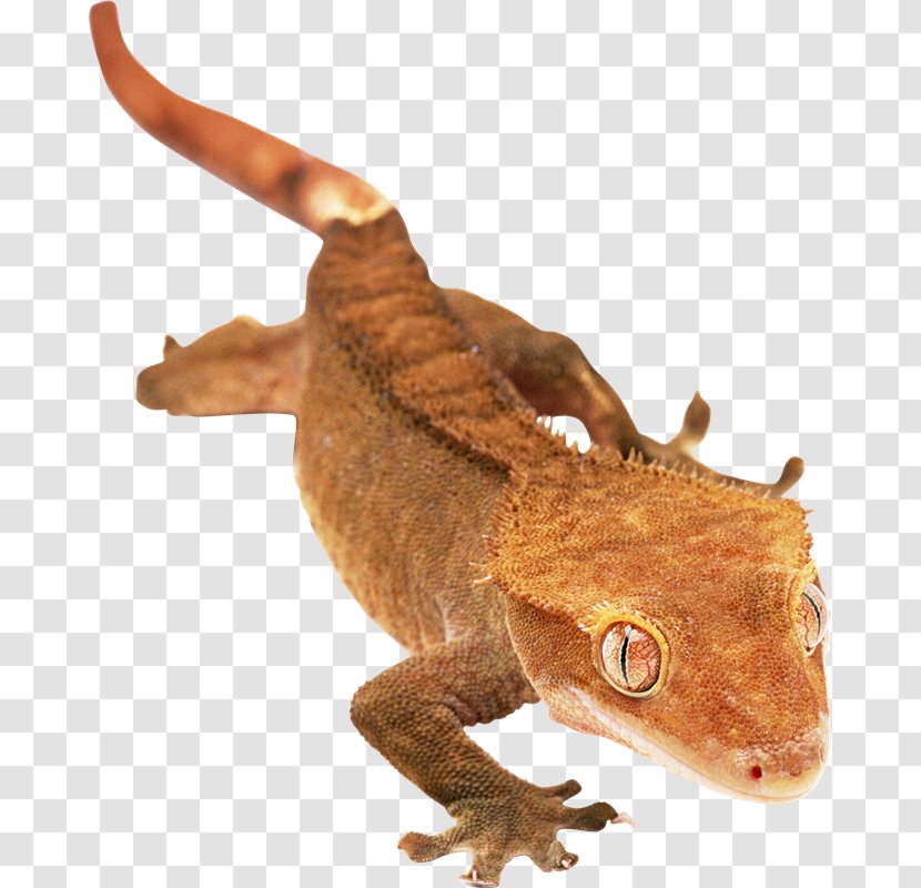 Agamas Lizard Gecko Chameleons 爬行动物: 蜥蜴 - Terrestrial Animal - Qy Transparent PNG