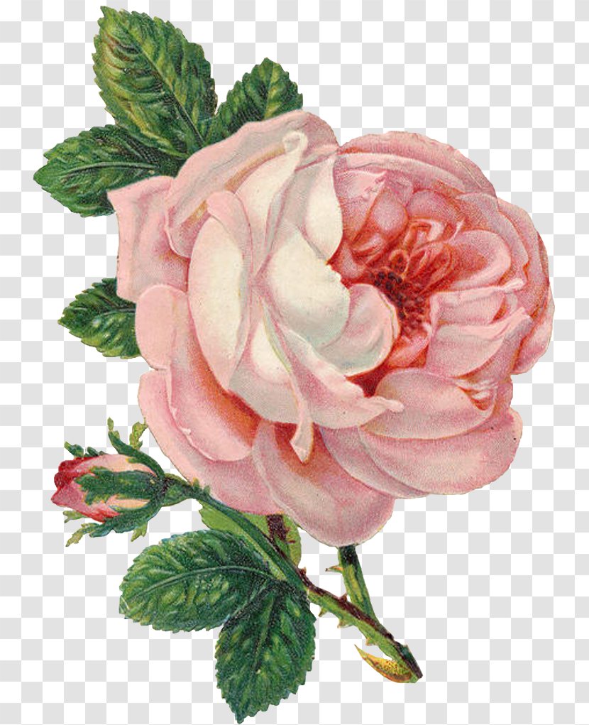 Floral Flower Background - Camellia - Hybrid Tea Rose Cut Flowers Transparent PNG