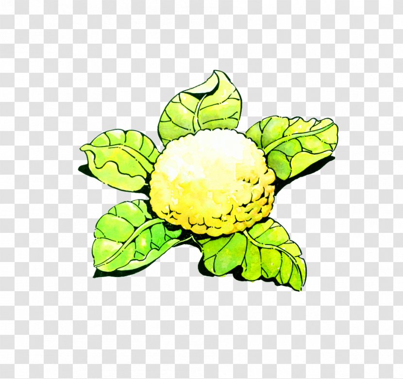 Cartoon Cauliflower Vegetable Illustration - Yellow Transparent PNG