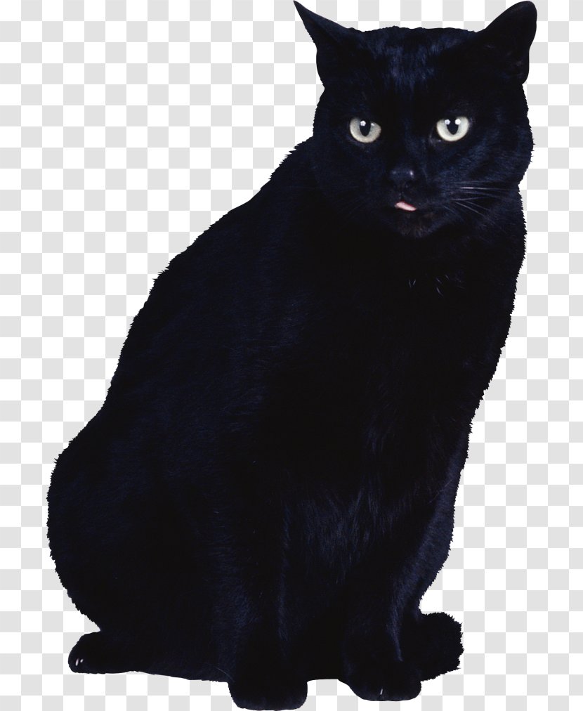 Black Cat Kitten Transparent PNG