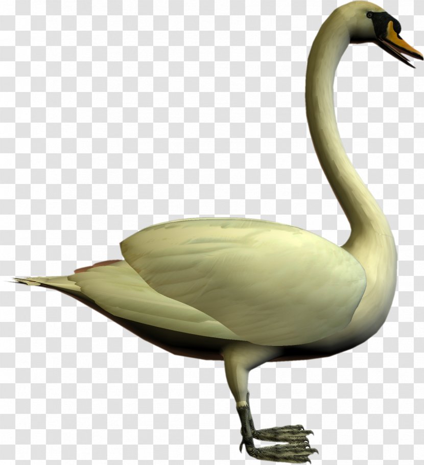 Cygnini Goose Bird Duck - Swan Transparent PNG