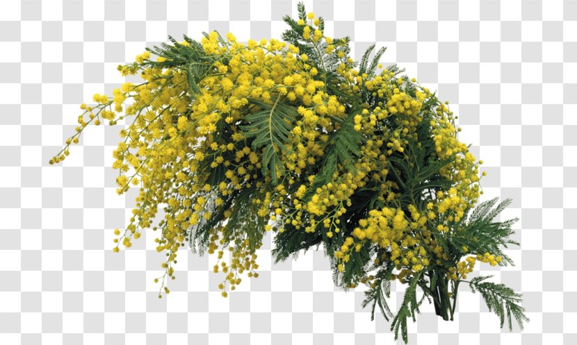 Mimosa Flower - Mustard - Dry Grape Transparent PNG