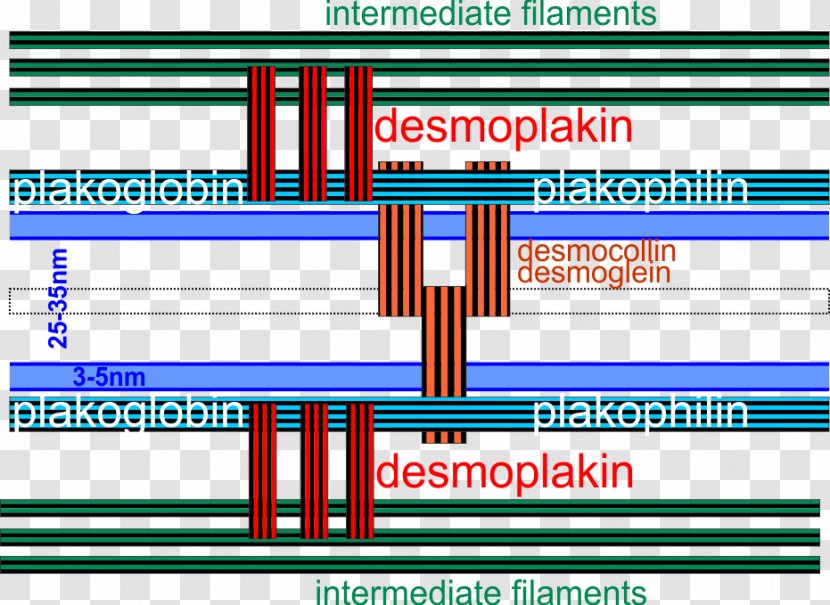 Desmosome Desmocollin Desmoglein Diagram Cadherin - Protein Transparent PNG