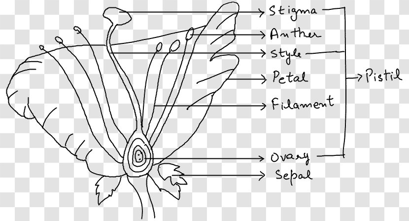 Organism Reproduction Diagram Biology Plant Stem - Watercolor - Internal Part Of Female Reproductive System Transparent PNG