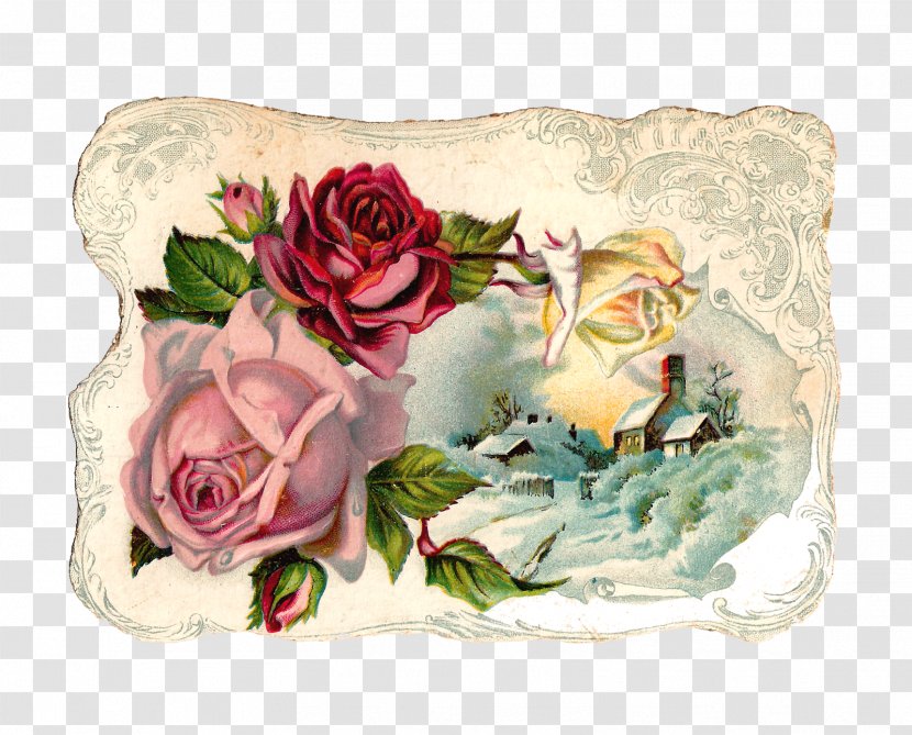 Rose Flower Vintage Clothing Pink Clip Art - Garden Roses Transparent PNG