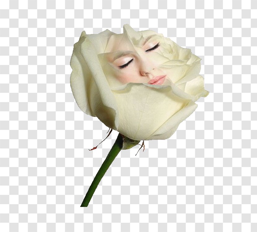 Rose White Love - Black And - Roses Transparent PNG