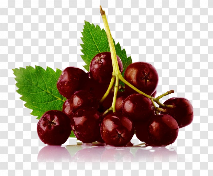 Sorbus Aucuparia Cranberry Juice Rowan Redcurrant - Fruit Blueberry Transparent PNG