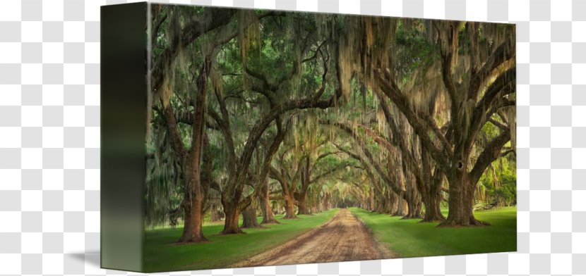 Landscape Plantation - Branch - Spanish Moss Transparent PNG