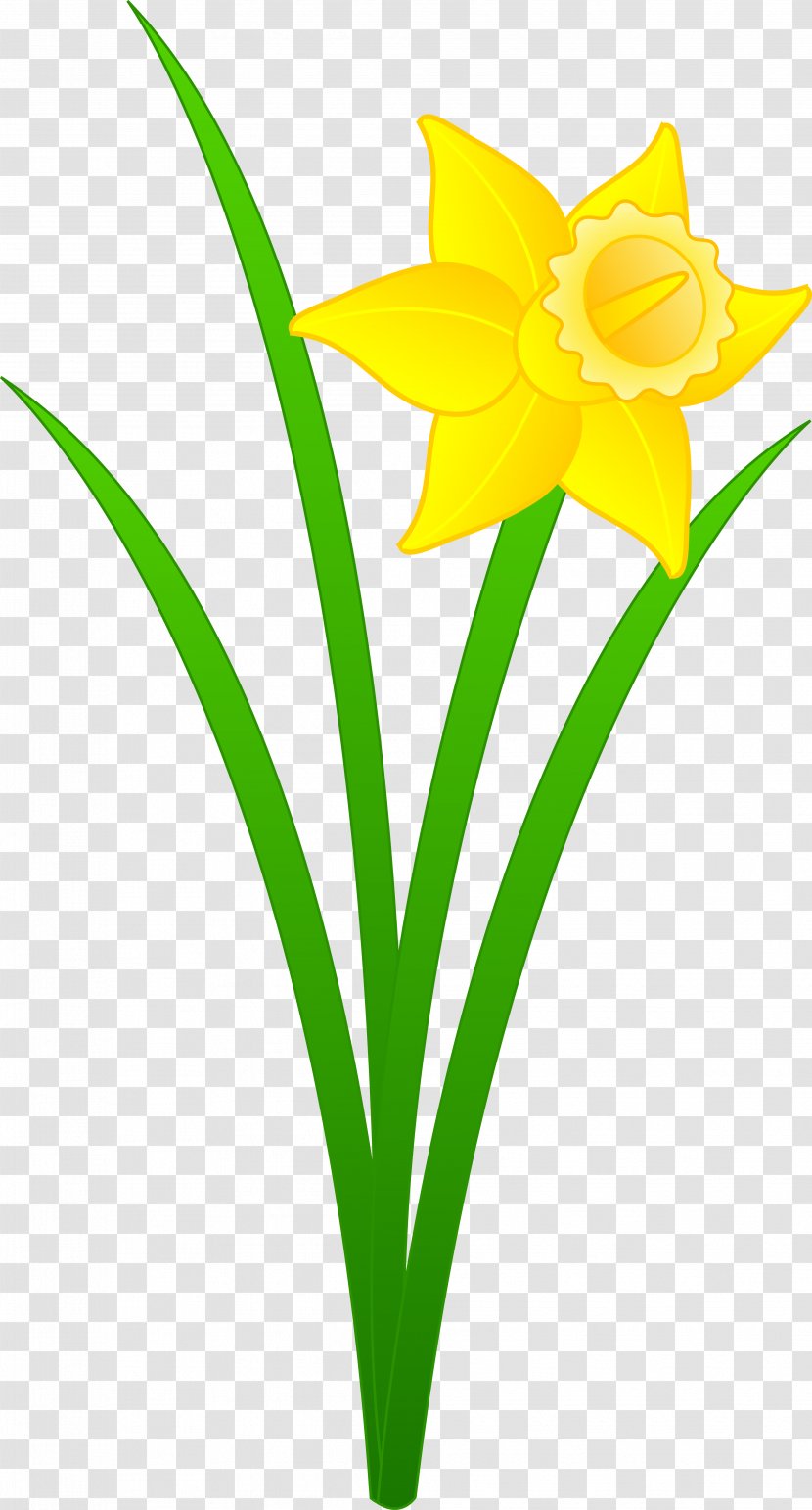 Daffodil Free Content Clip Art - Seed Plant - Flowers Clipart Transparent PNG