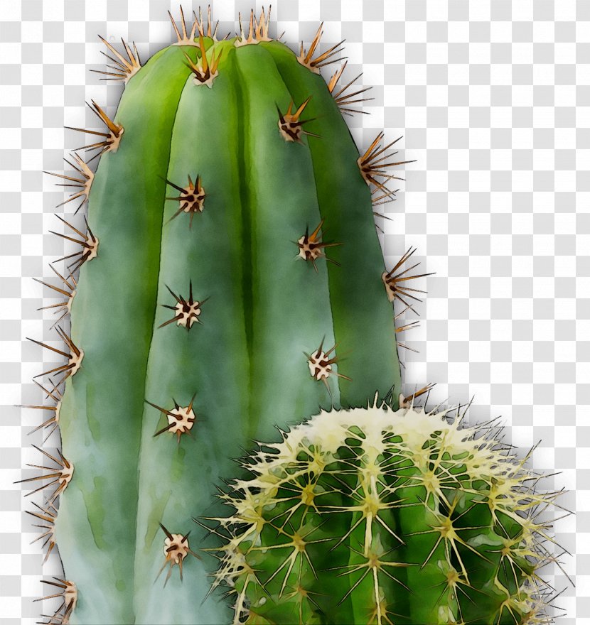 San Pedro Cactus Barbary Fig Eastern Prickly Pear Triangle - Spine Transparent PNG