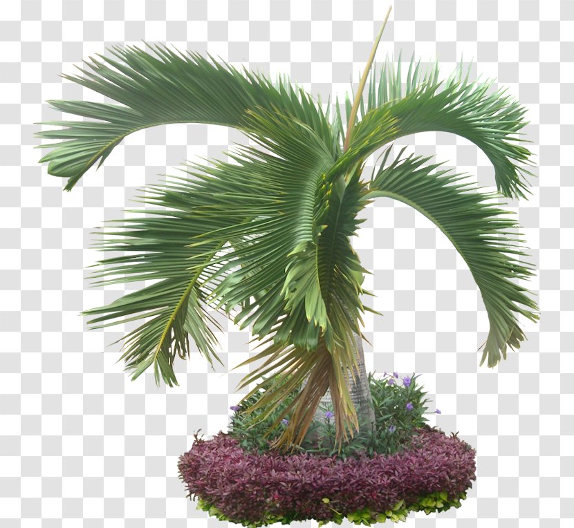 Arecaceae Hyophorbe Lagenicaulis Texture Mapping Plant - 3d Computer Graphics - Coconut Tree Transparent PNG