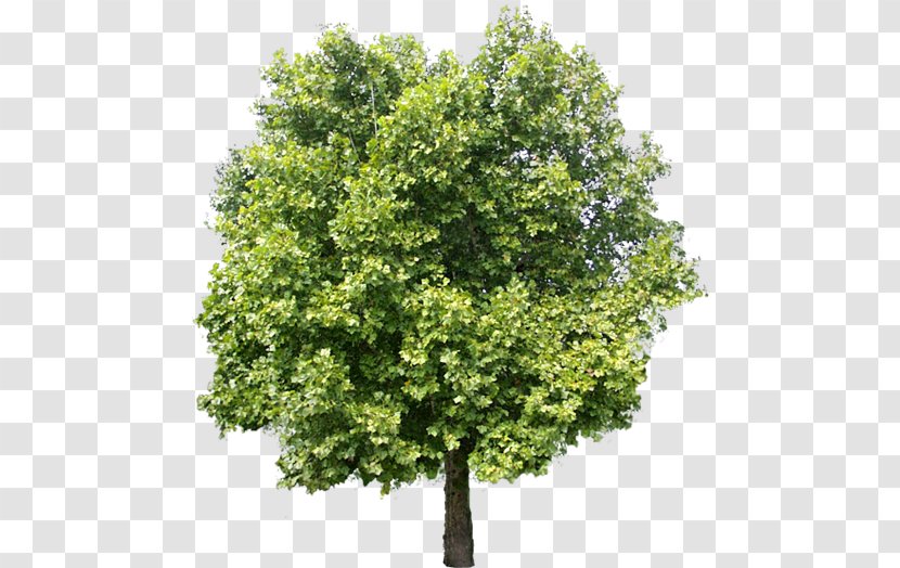 Tree Adobe Photoshop Elements Transparent PNG