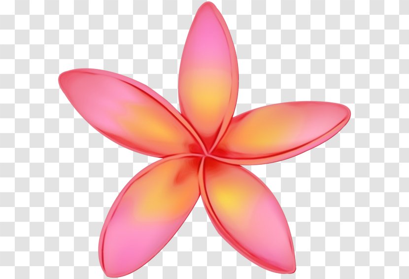 Petal Frangipani Pink Flower Plant - Water Lily Magenta Transparent PNG