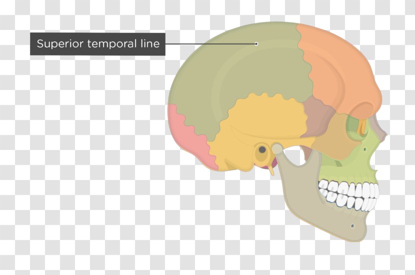 Temporal Line Parietal Bone Skull Zygomatic - Heart Transparent PNG