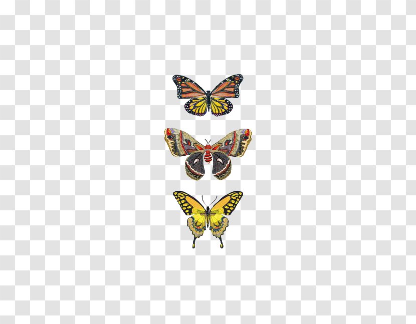 Monarch Butterfly Insect Greta Oto Moth - Animal - Watercolor Transparent PNG