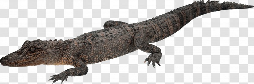 Crocodiles Alligator - Reptile - A Crocodile Transparent PNG