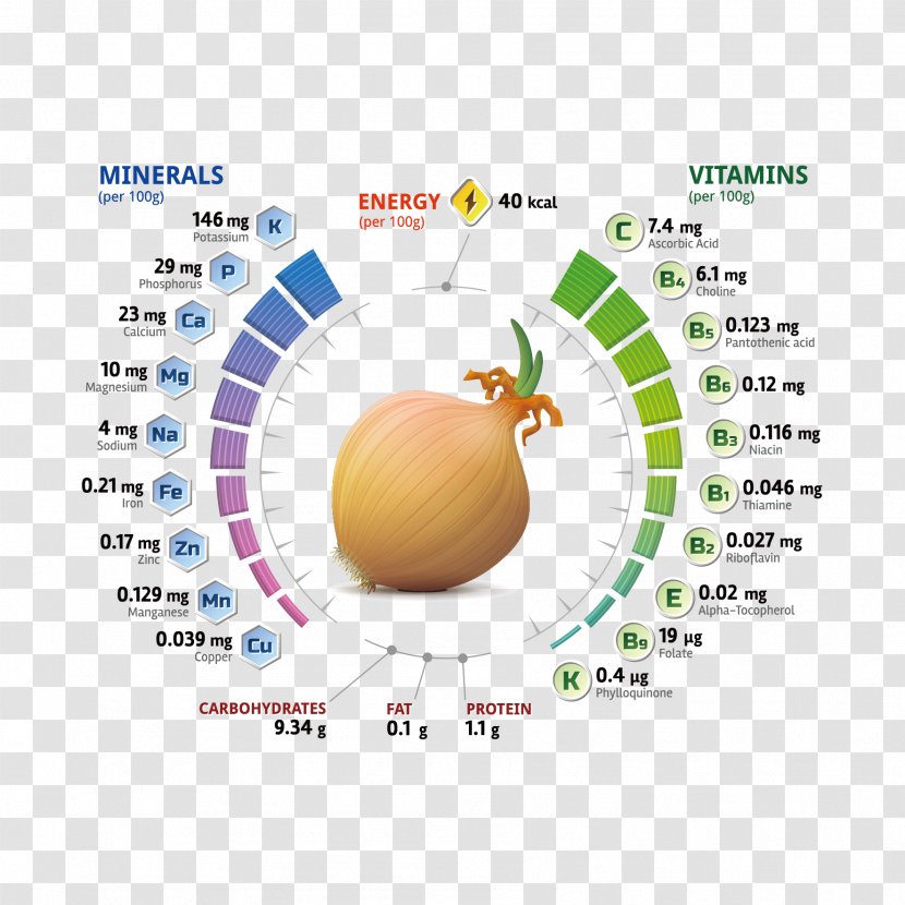 Nutrient Shallot Vitamin Mineral - Brand - Vector Onion Analysis Chart Transparent PNG