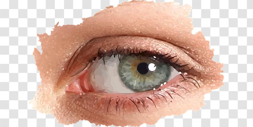 Iris Eye Vector Graphics Retina Image - Cartoon Transparent PNG