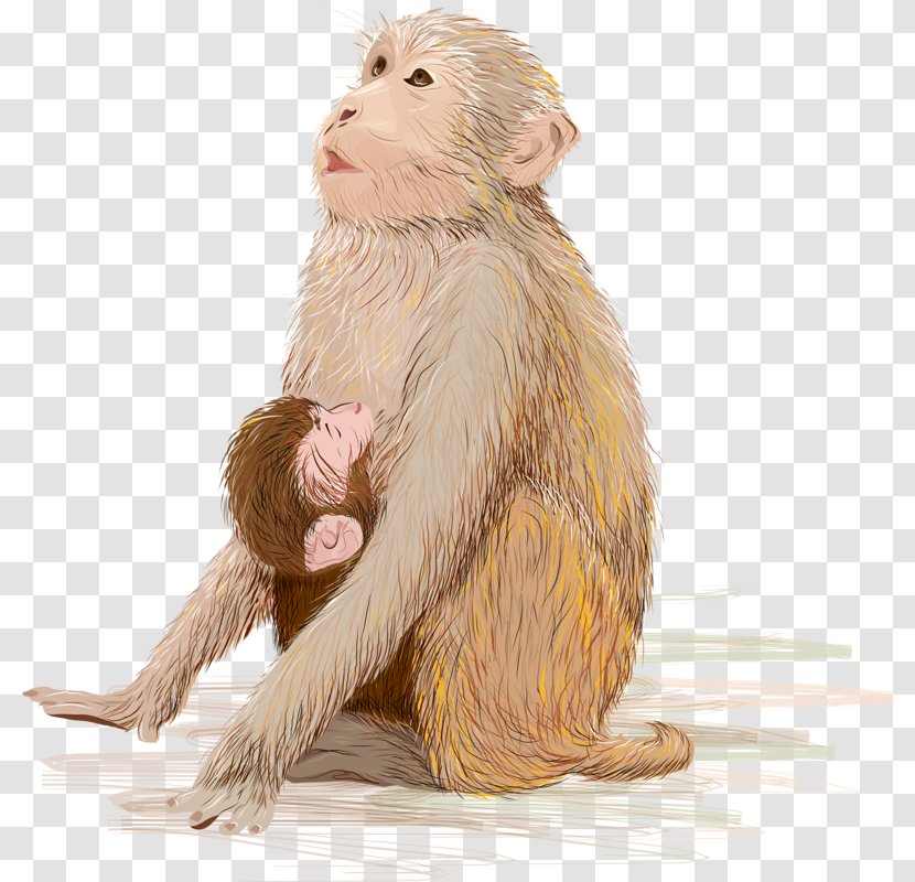 Infant Monkey Breastfeeding Stock Photography Illustration - Fauna - Animals Monkeys Transparent PNG