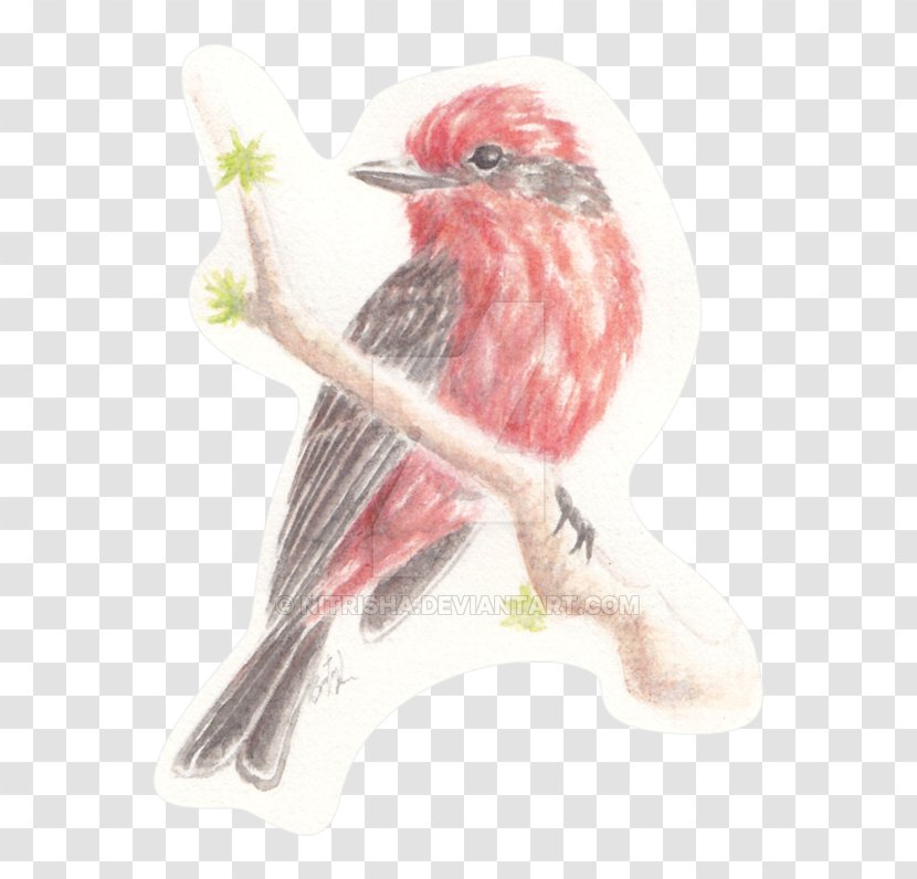 Bird Cartoon - House Finch - Canary Song Sparrow Transparent PNG