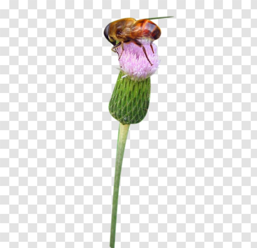 Milk Jellyfish On The Bee Picture Material - Thistle Transparent PNG