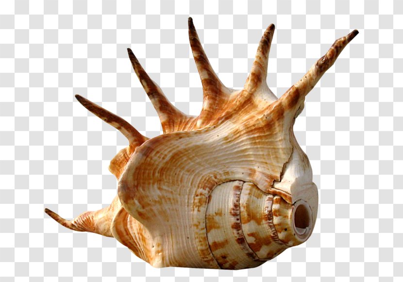 Seashell Conch Snail Shellcraft - Molluscs Transparent PNG
