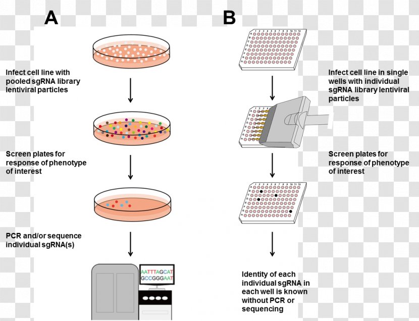 CRISPR Cas9 Gene Knockout Genome Genomic Library - Cells Vector Transparent PNG