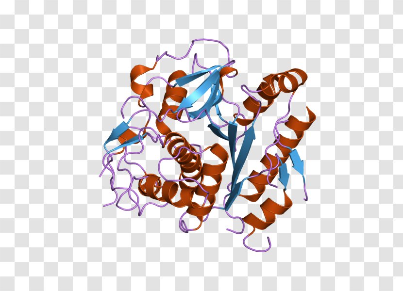 Cysteine Protease Enzyme Bromelain - Aminopeptidase - Food Transparent PNG