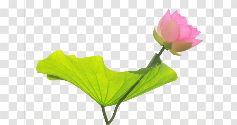 Nelumbo Nucifera Water Lily Desktop Wallpaper Flower - Leaf - Lotus Transparent PNG