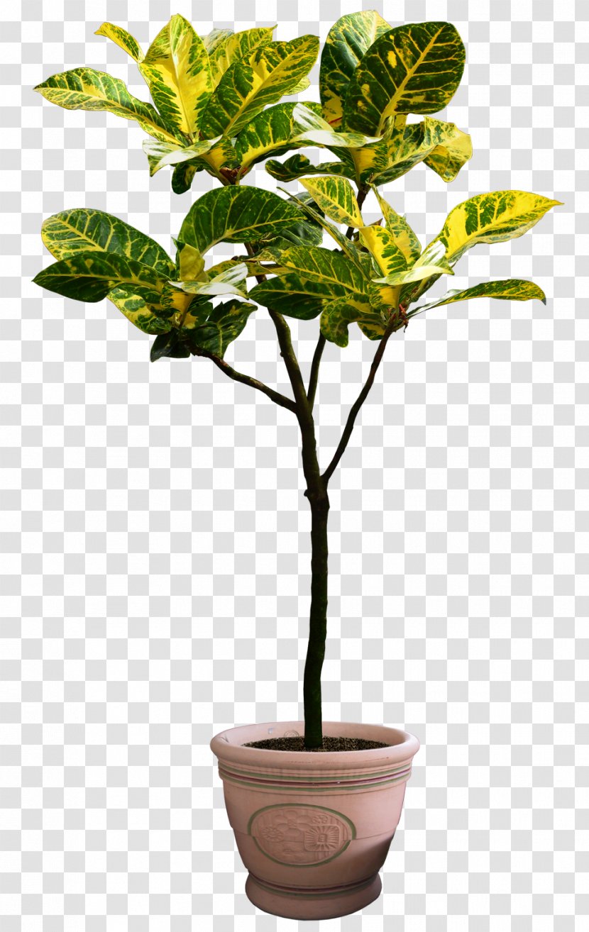 Houseplant Tree Flowerpot - Plant - Beautiful Transparent Plants, Potted Flower Transparent PNG