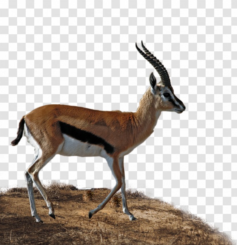 Antelope Deadly Donuts Musk Deer Impala Gazelle - Edinburgh Transparent PNG