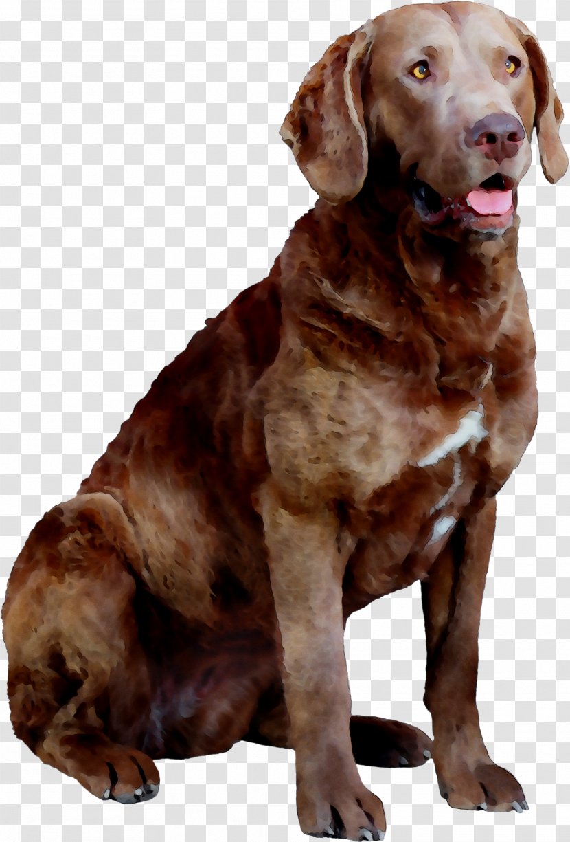 Chesapeake Bay Retriever Labrador Dog Breed Hunting Companion - Rare Transparent PNG