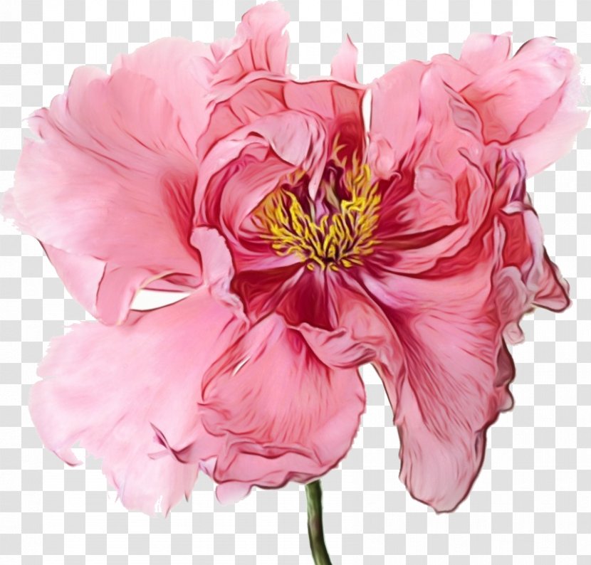 Cabbage Rose Cut Flowers Floral Design Petal - Flower Transparent PNG
