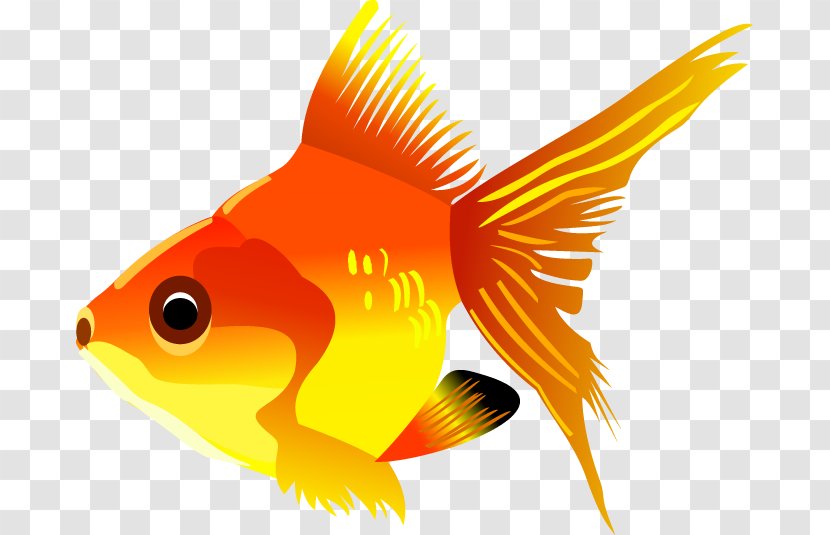 Carassius Auratus Fish Clip Art - Goldfish - Photo Tropical Transparent PNG