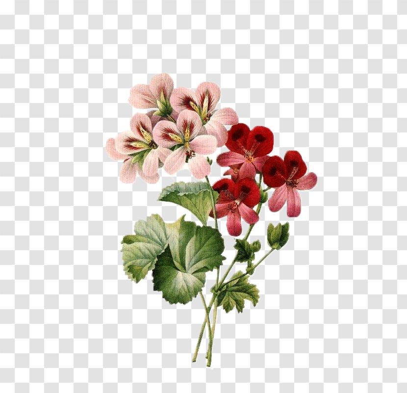Flower Bouquet Vintage Clothing Floral Design Clip Art - Geraniales Transparent PNG