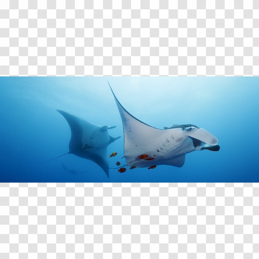 Shark Marine Mammal Dolphin Porpoise Biology - Flight Path Transparent PNG