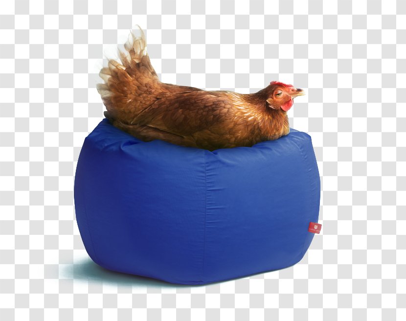 Chicken Rooster Download - Galliformes - Creative FIG Lying On The Stool Transparent PNG