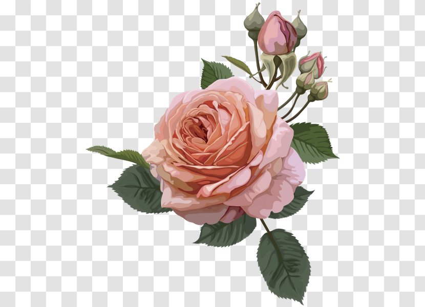 Still Life: Pink Roses Vintage Roses: Beautiful Varieties For Home And Garden Clip Art - Flowers - Rose Transparent PNG