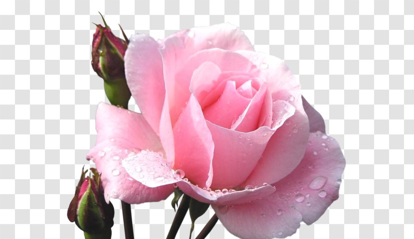 Rose Funeral Home Flower Obituary Cemetery Transparent PNG