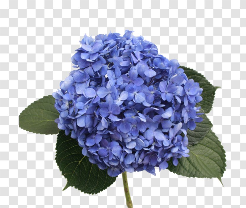 French Hydrangea Shocking Blue Flower Purple - Cornales Transparent PNG